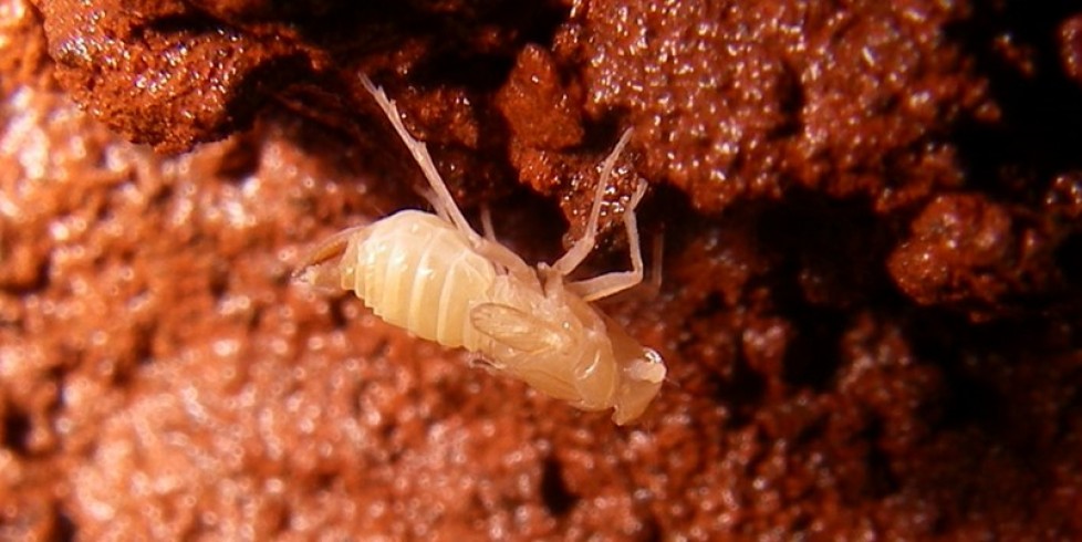 Auchenorrhyncha