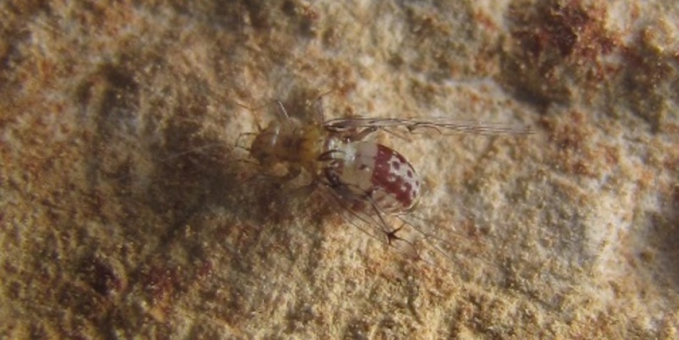 Psocoptera