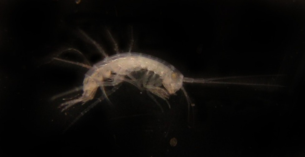 Amphipoda
