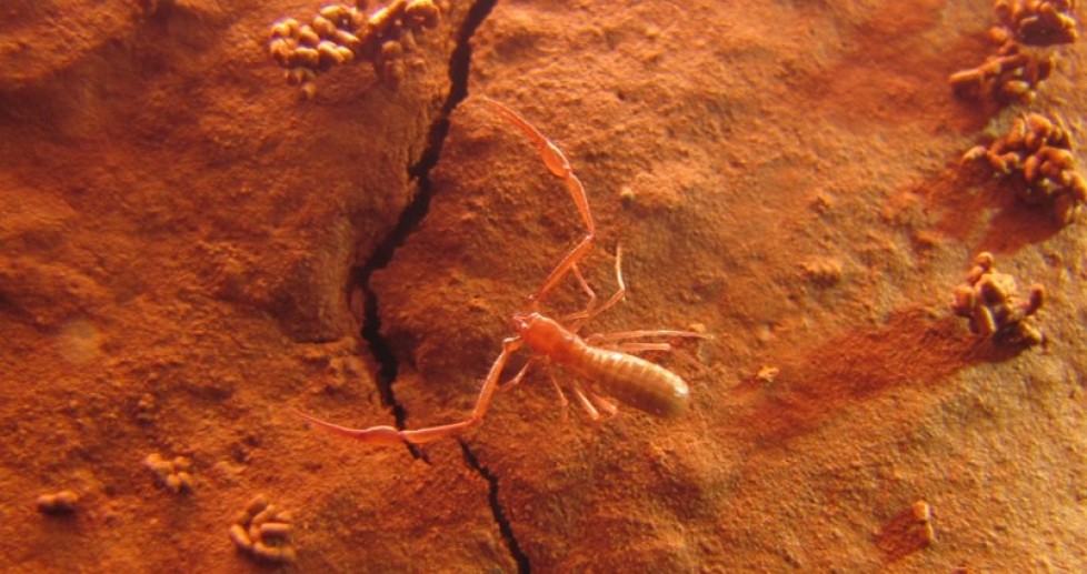 Pseudoscorpiones