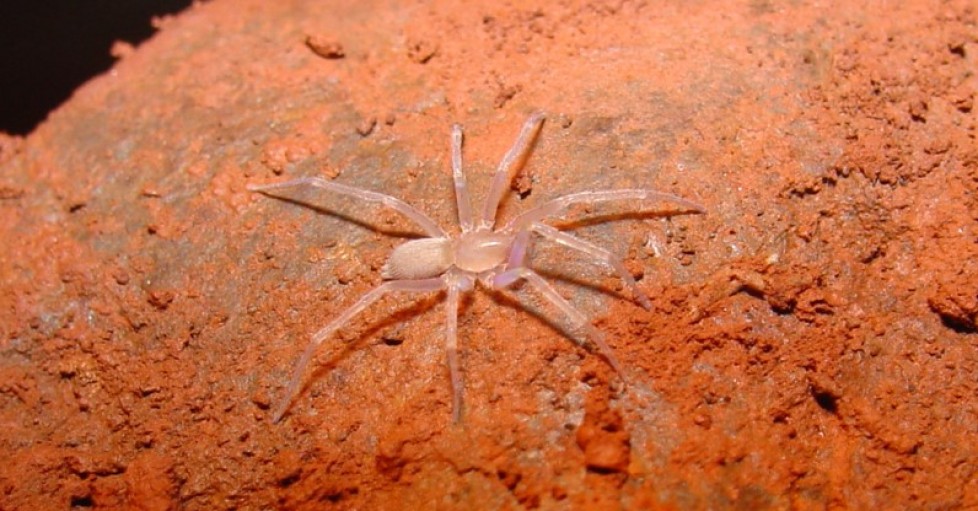 Araneae