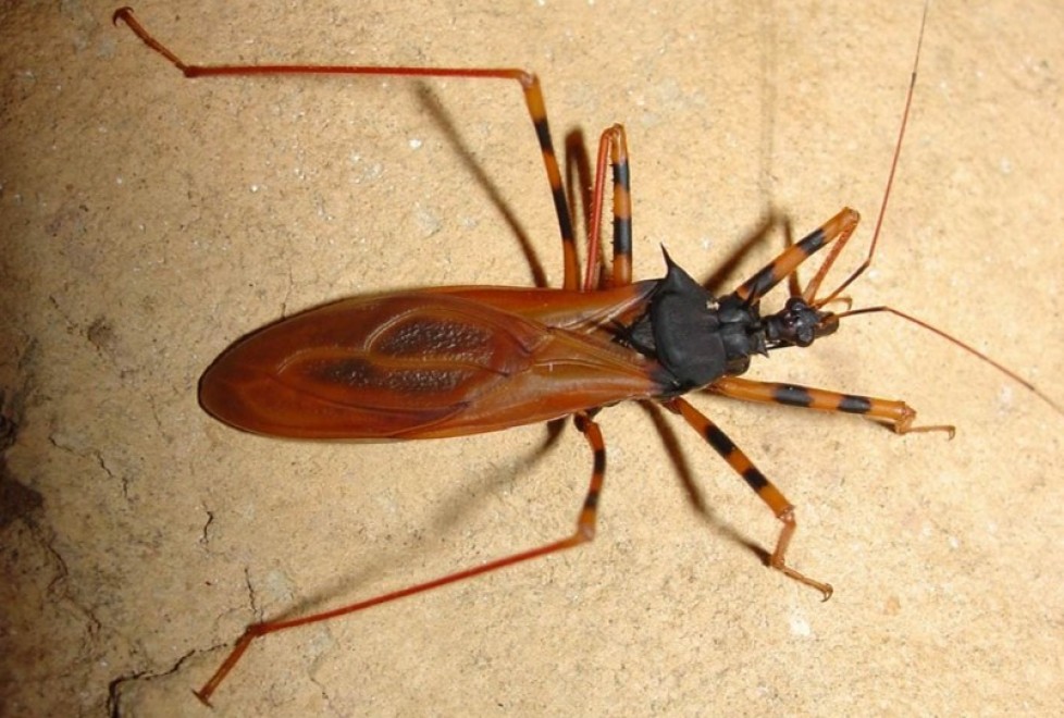 Riqueza e distribuição de hemípteros do gênero Zelurus