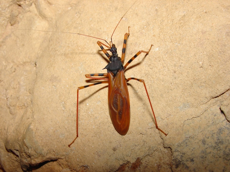 Hemiptera